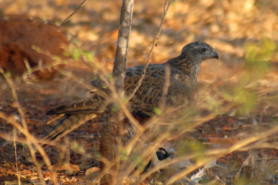 Red Goshawk (Erythrotriorchis radiatus)